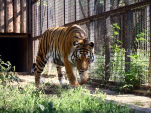 Grădina Zoologică își suspendă activitatea după vijelia de joi