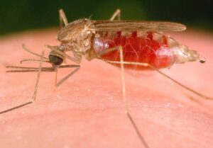 malarie, boală