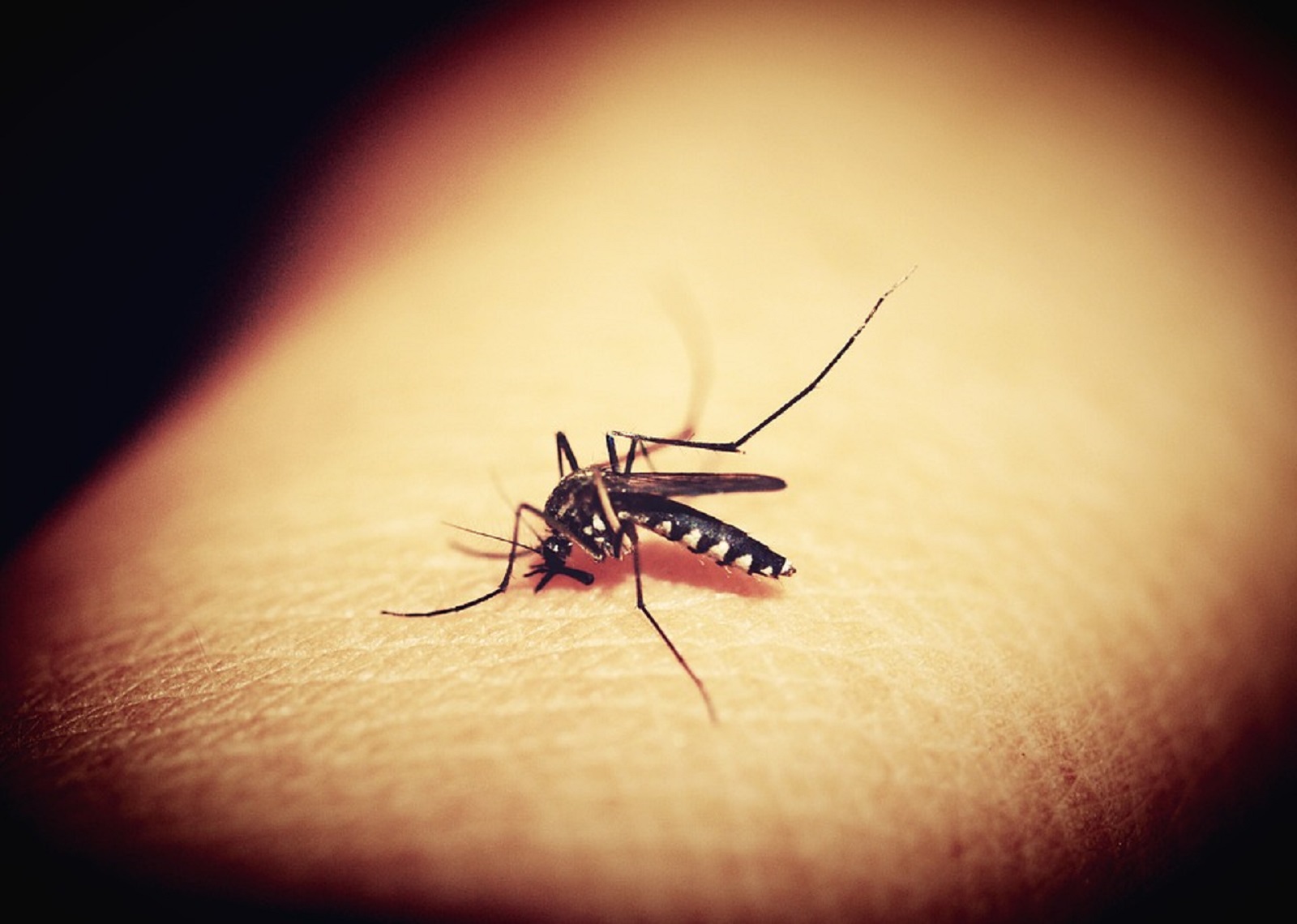 malarie, boală