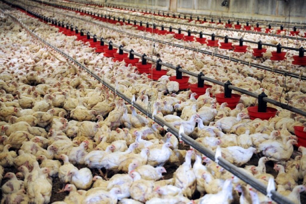 Exportul de carne de pasăre din Ucraina a explodat în Uniunea Europeană. Franța se revoltă