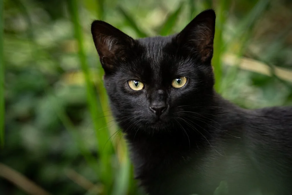 O boală virală ucide felinele de pe „insula pisicilor” din Cipru