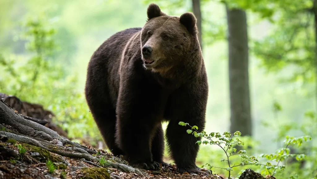 Fostul ministru Tanzcos Barna a dat liber la vânătoarea de urși. Ordinul controversat pe care l-a semnat în ultima zi de mandat
