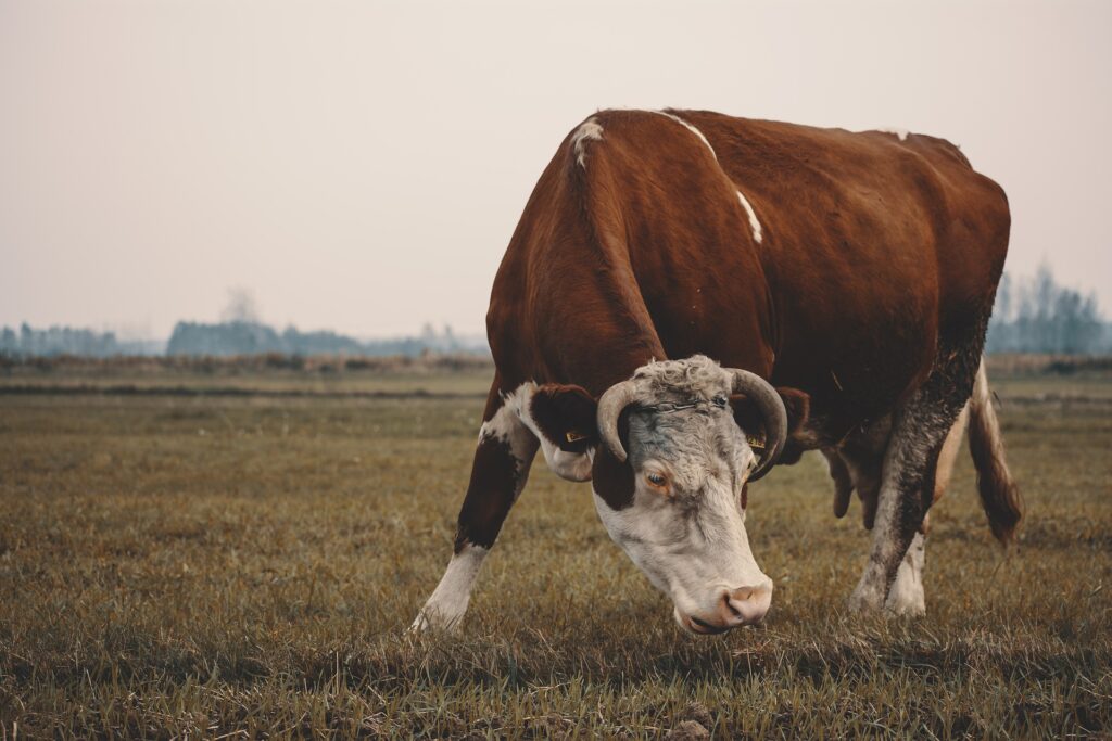 Producția de carne favorizează încălzirea globală. Alternativele propuse de specialiști