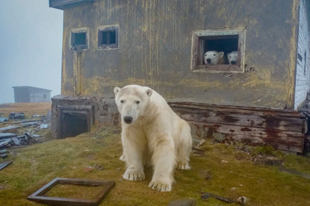 Imagini de basm cu 30 de urși care au asaltat o fostă stație meteo din Rusia