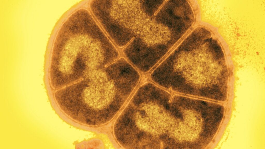 Cercetătorii descoperă ceea ce ar putea fi următoarea amenințare pandemică: Ciuperci rezistente la medicamente