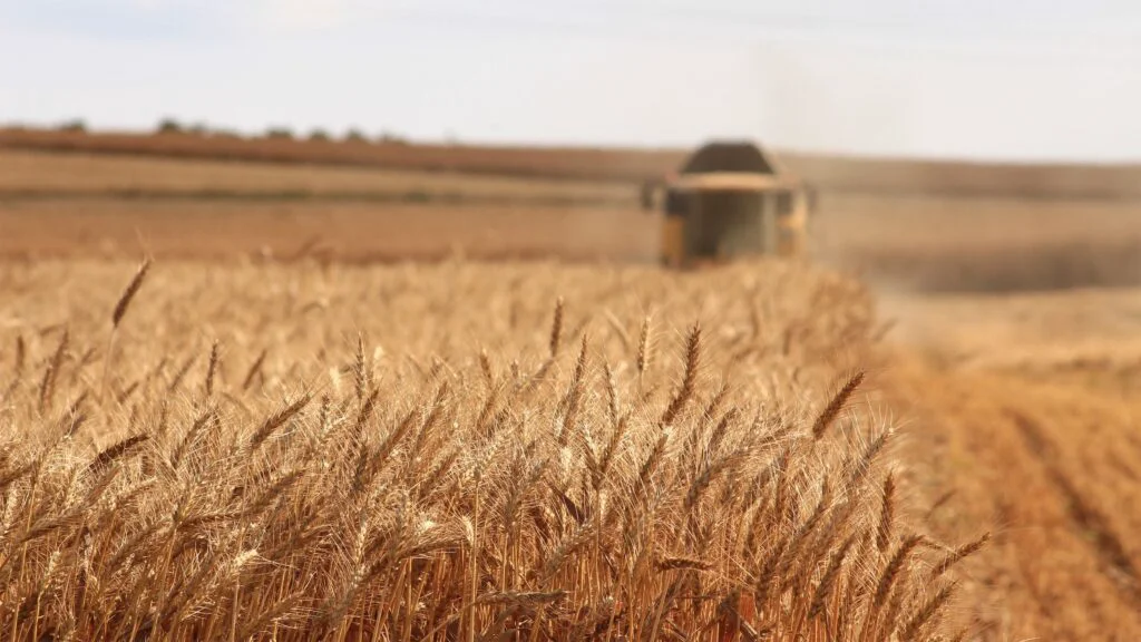 Ucraina, probleme uriașe cu depozitarea noii recolte de cereale. UE trebuie să ia măsuri urgente pentru a evita criza
