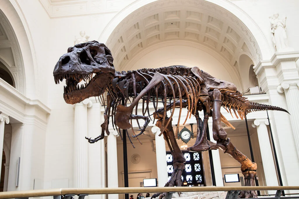 În sfârșit a fost găsit cel mai scump T-Rex vândut vreodată. Când va fi expus pentru copii și cei fascinați de preistoricele animale