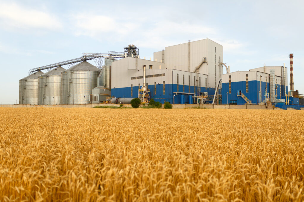Prețul grâului este în scădere la bursele agricole. Cerealele furate de Rusia din Ucraina au inundat piețele