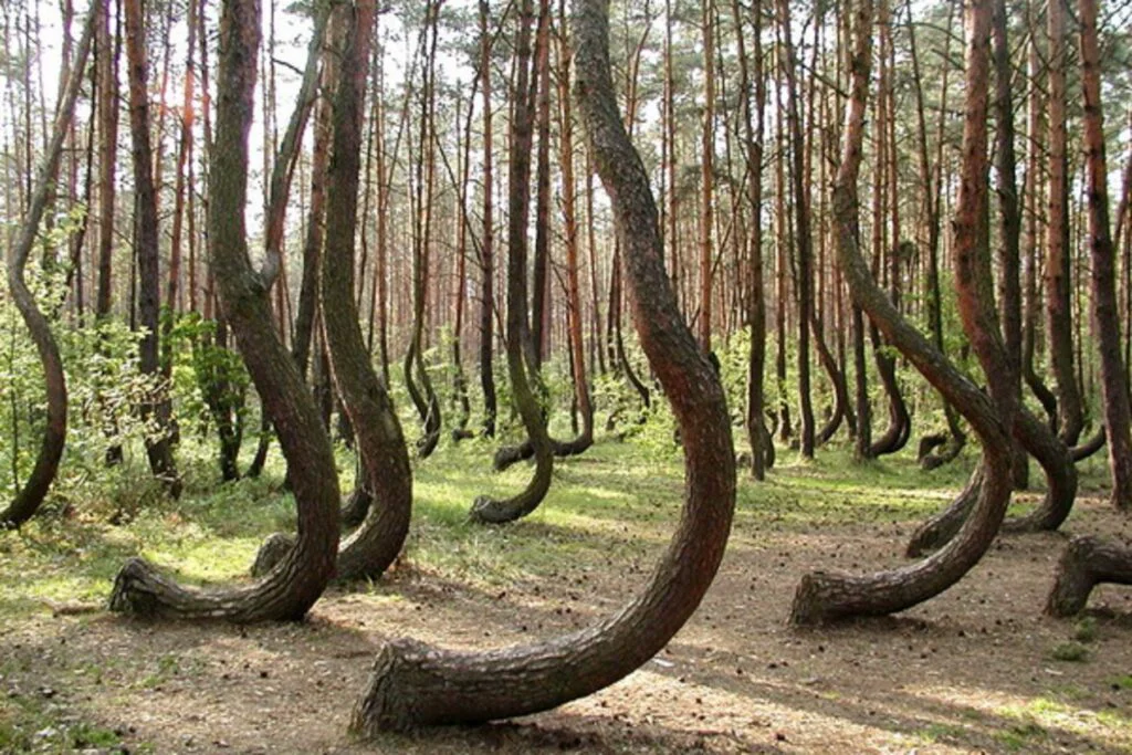 O pădure din România, printre cele mai stranii locuri din lume. Copaci curbați, dispariții misterioase și fenomele paranormale. VIDEO