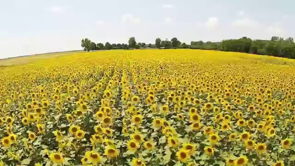 România conduce în UE la suprafața cultivată cu floarea-soarelui și porumb
