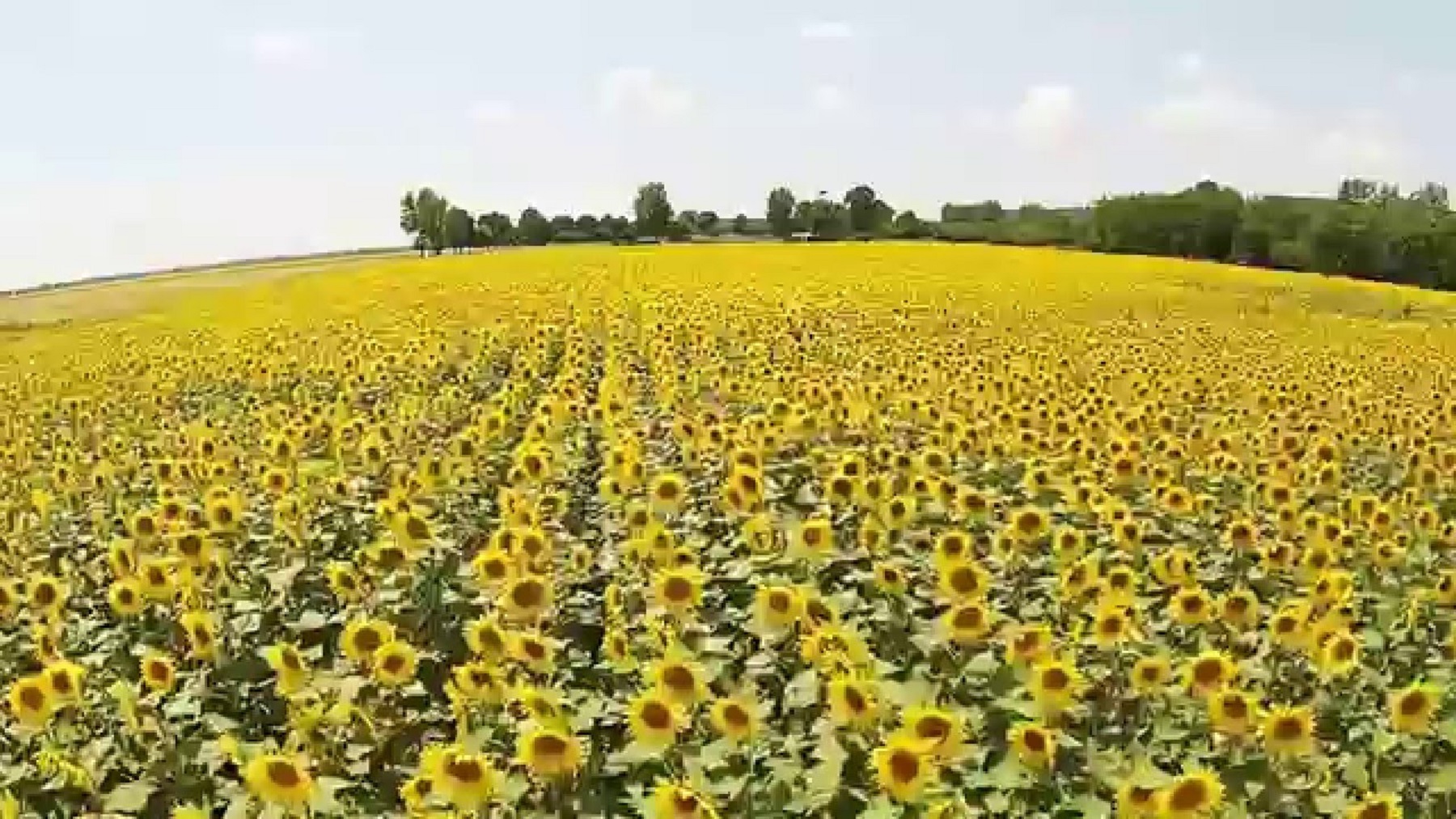 România dă lovitura în Uniunea Europeană! Suntem pe primul loc la producția de floarea soarelui. Ce loc deținem la grâu