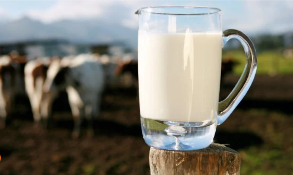 Producția de lapte din România a ajuns pe ultimele locuri. De ce nu sunt sprijiniți crescătorii de vaci din țară