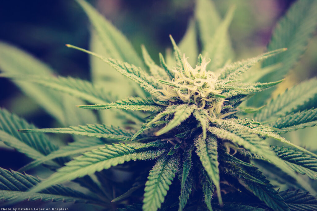Dr. Oz critică eforturile de a legaliza marijuana, susținând că aceasta îi va face pe oameni să nu vrea să muncească