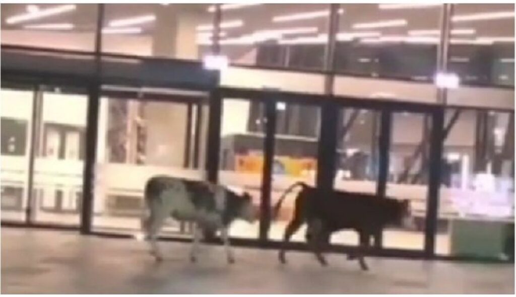 Scene ireale pe Aeroportul din Timișoara. Două vaci s-au plimbat nestingherite în zona terminalului Sosiri Internaționale VIDEO