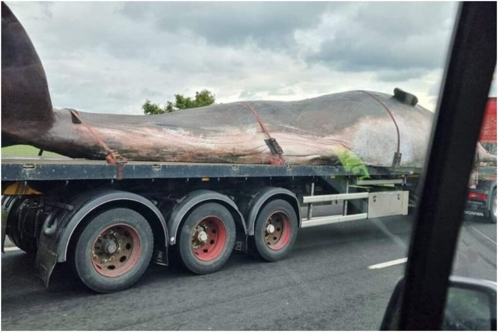 O balenă uriașă, transportată într-un camion pe o autostrada din Marea Britanie, i-a băgat în sperieți pe șoferi. Misterul a fost dezlegat
