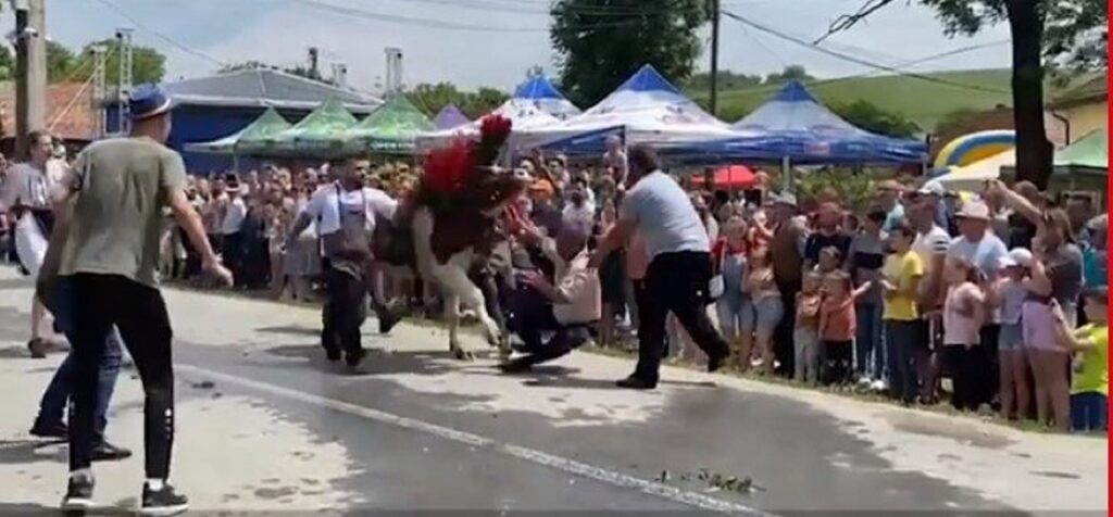 Incident șocant la un festival din Cluj. Un bărbat a fost luat în coarne de un bou