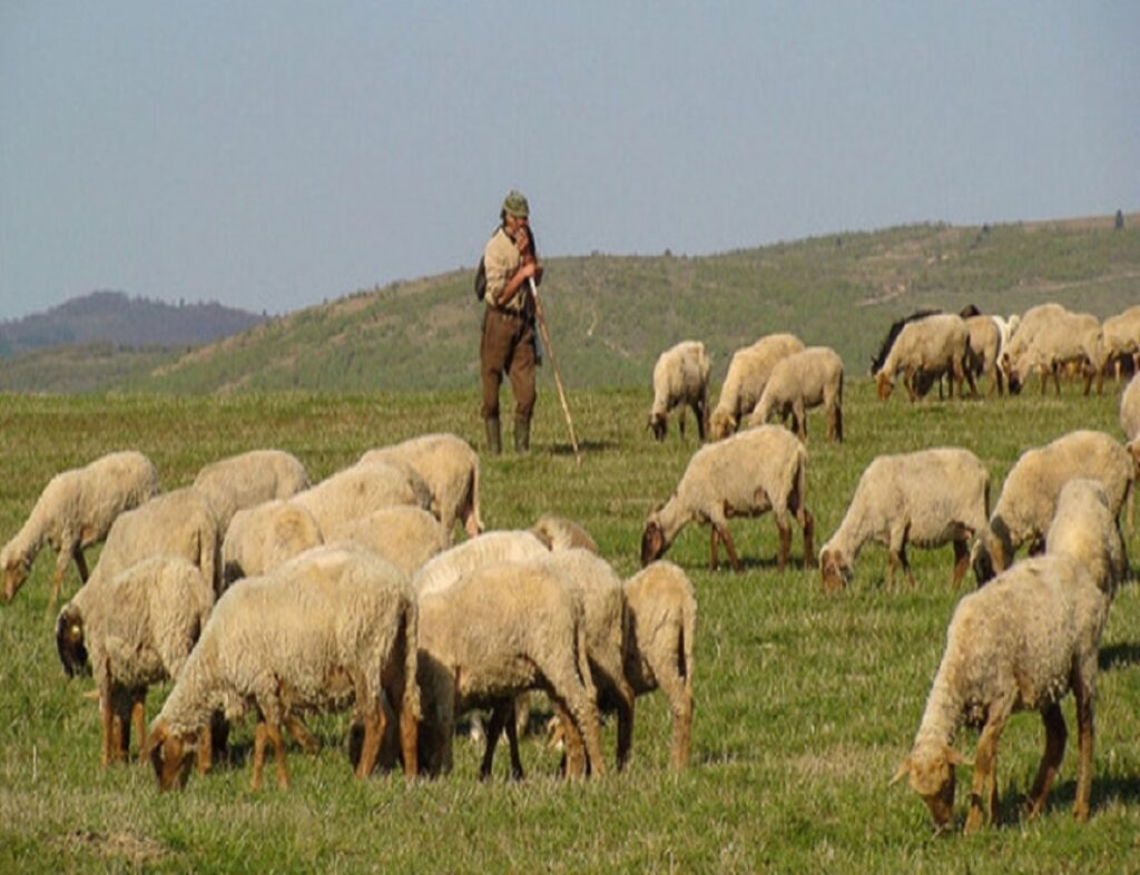 Miorița a ajuns pe cale de dispariție. Ciobanii români emigrează din cauza salariilor mici