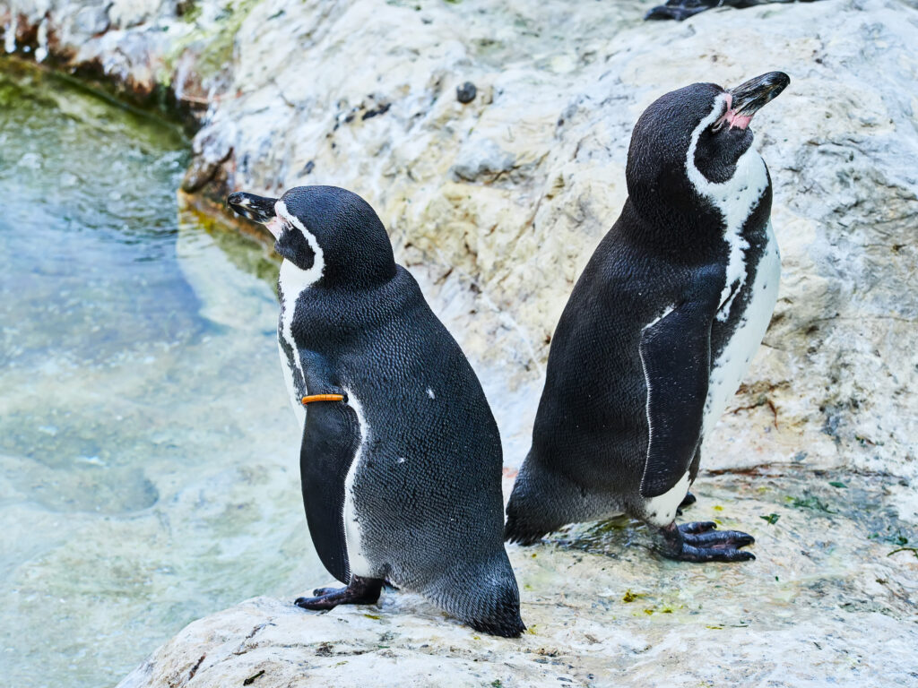 Sute de pinguini mici au fost găsiți morți pe plajele din Noua Zeelandă