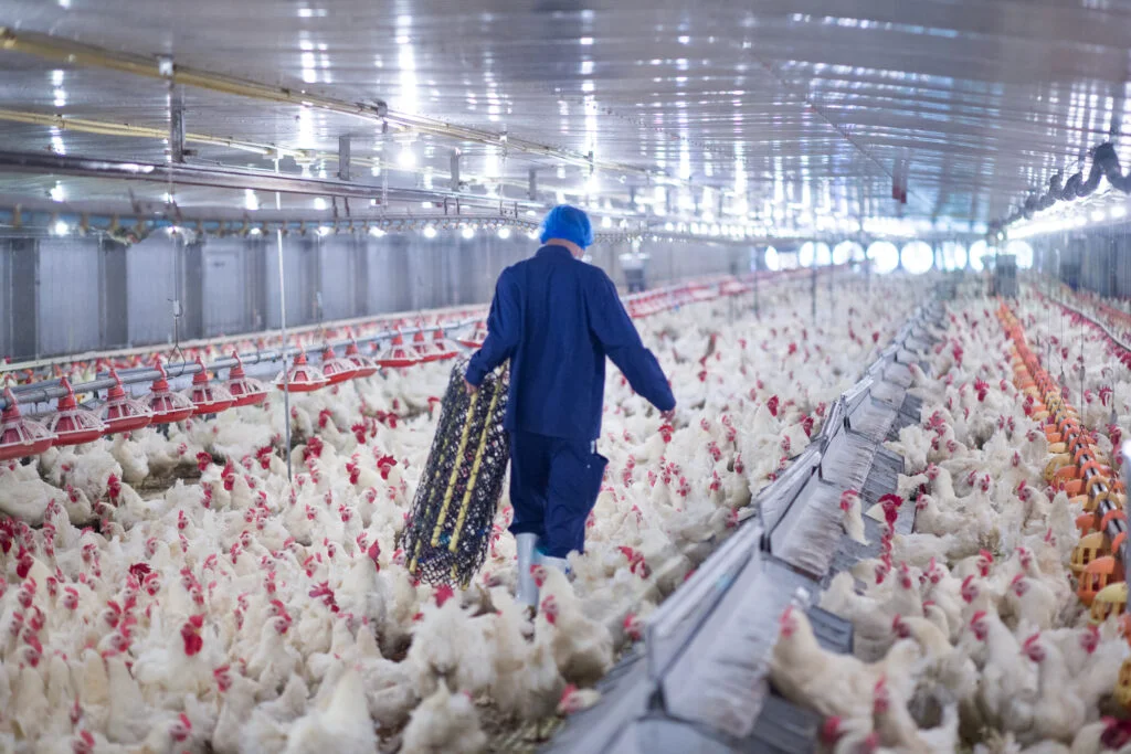 Carnea de pasăre ieftină va inunda piaţa UE?