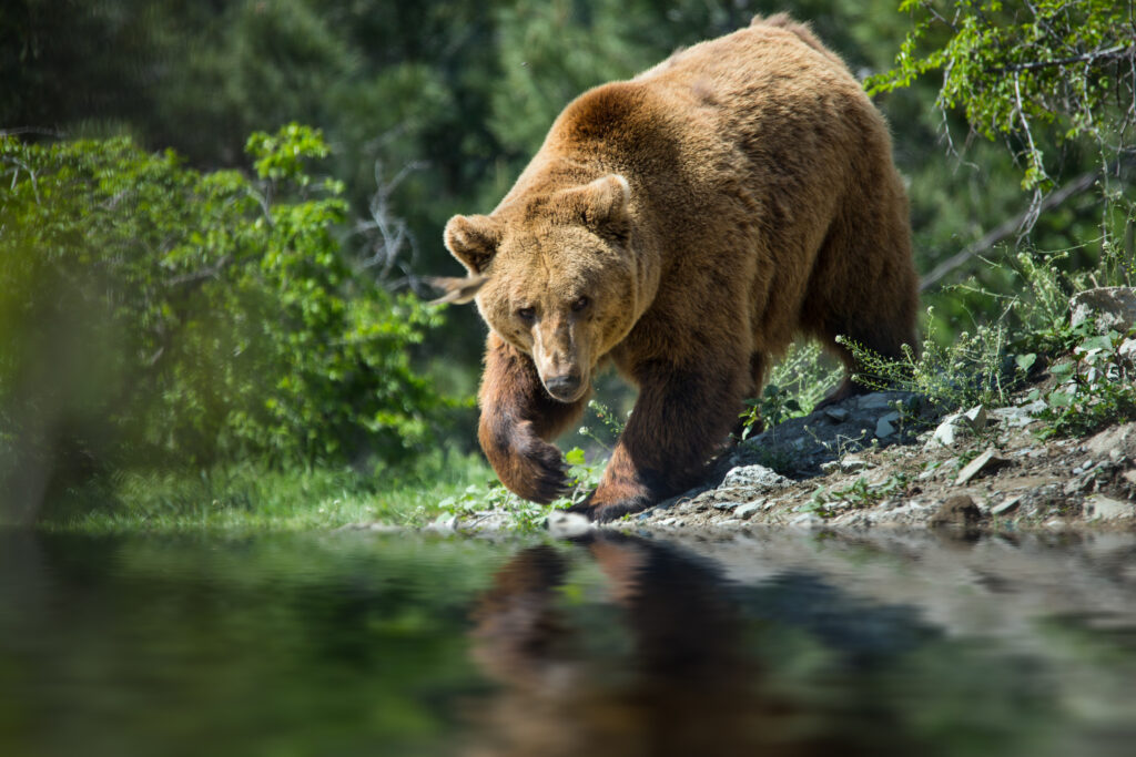 Alertă în județul Ilfov, după ce un urs ar fi fost văzut în pădurea Scroviștea. Se cere atenție maximă