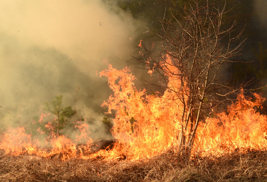 Incendiile de pădure au distrus până în luna august a doua cea mai mare suprafață de când există înregistrări pentru Europa