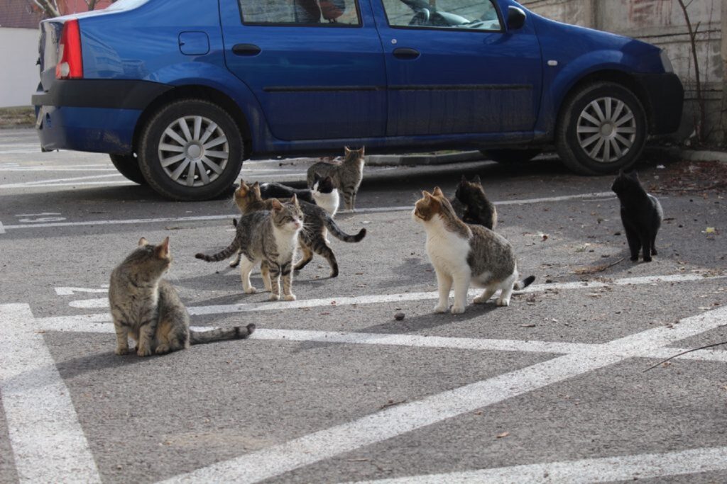 Pisicile au invadat orașul președintelui Klaus Iohannis. Primăria Sibiu nu a luat nicio măsură