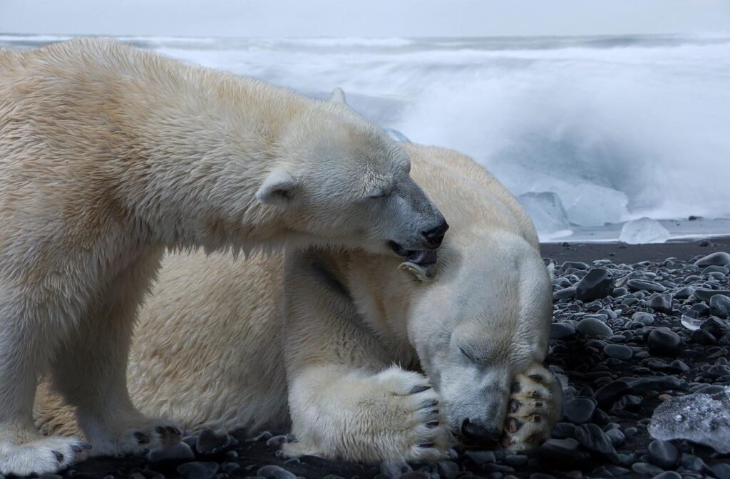 O populație secretă de urși polari a fost descoperită într-un habitat ciudat