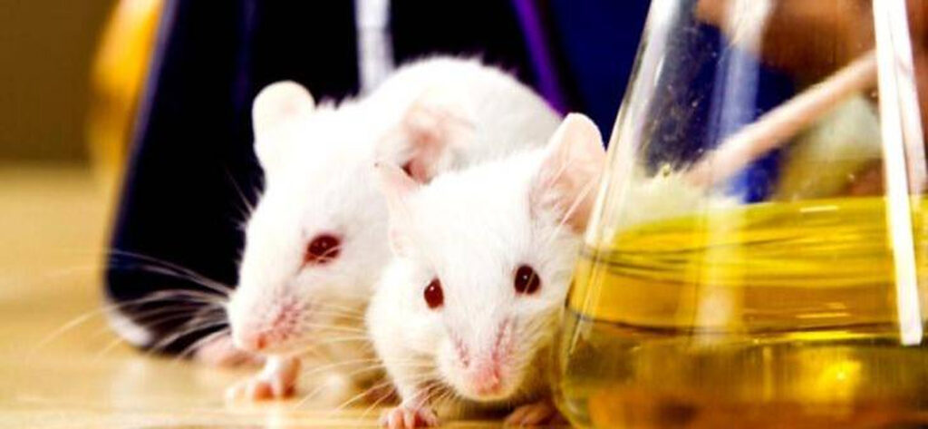 „Mai rău decât în abatoare”. Cum au reacționat șapte influenceri români la experimentele făcute pe animale în UE