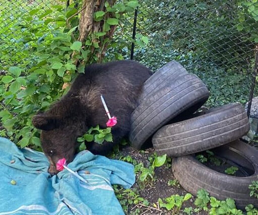 Urșii au invadat Bușteniul. Animalele coboară zilnic în oraș, autoritățile sunt puse pe jar