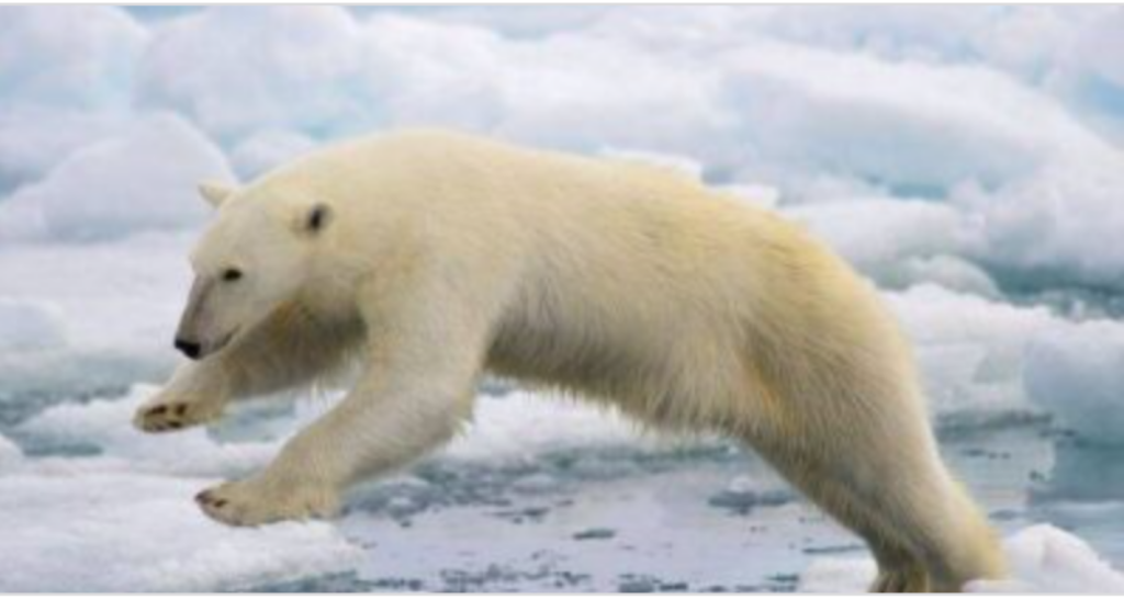 Foamea i-a transformat pe urșii polari în gunoieri. Avertismentul oamenillor de știință