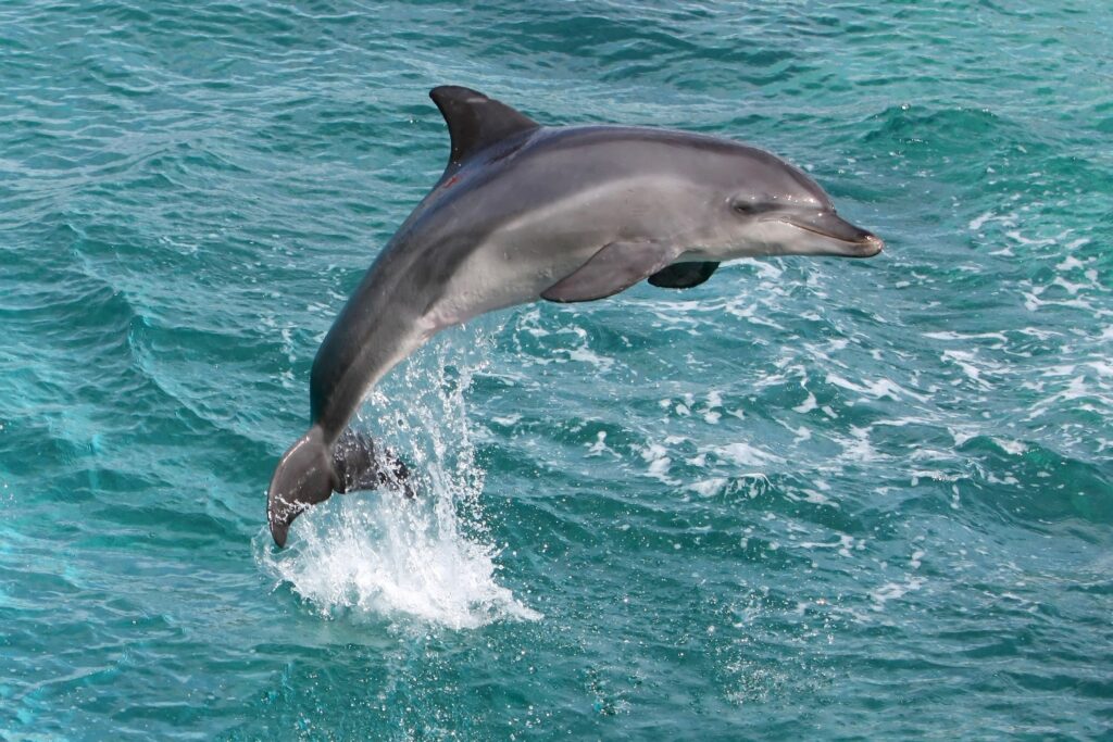 Mii de delfini au murit din cauza războiului din Ucraina. „Un impact enorm asupra faunei din ţara noastră”