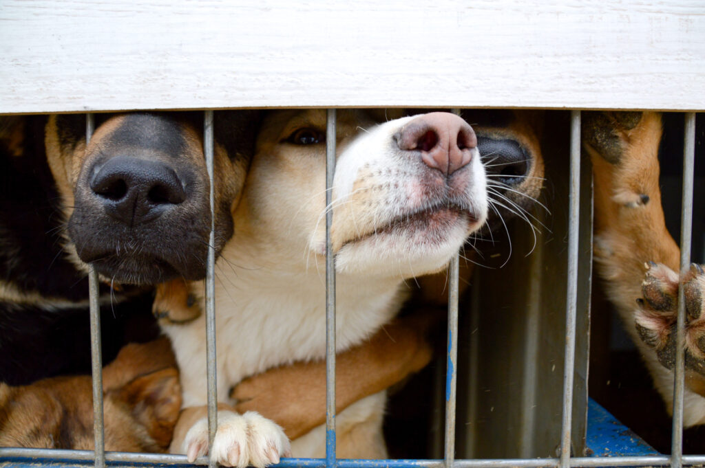 Mii de câini din rasa Beagle, salvați dintr-un laborator de experimente din SUA. Animalele bolnave ajungeau să fie ucise, în loc să fie tratate