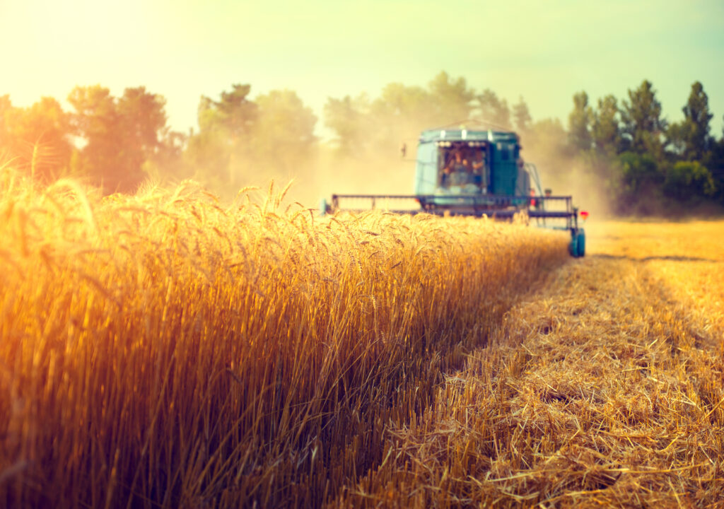România este în topul exportatorilor de grâu din UE în sezonul 2022-2023. Țara noastră ocupă locul al doilea în acest clasament