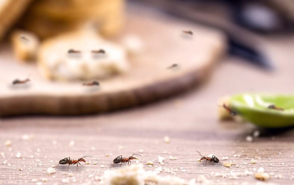 Soluții simple, naturale şi ieftine pentru a scăpa de furnicile din casă