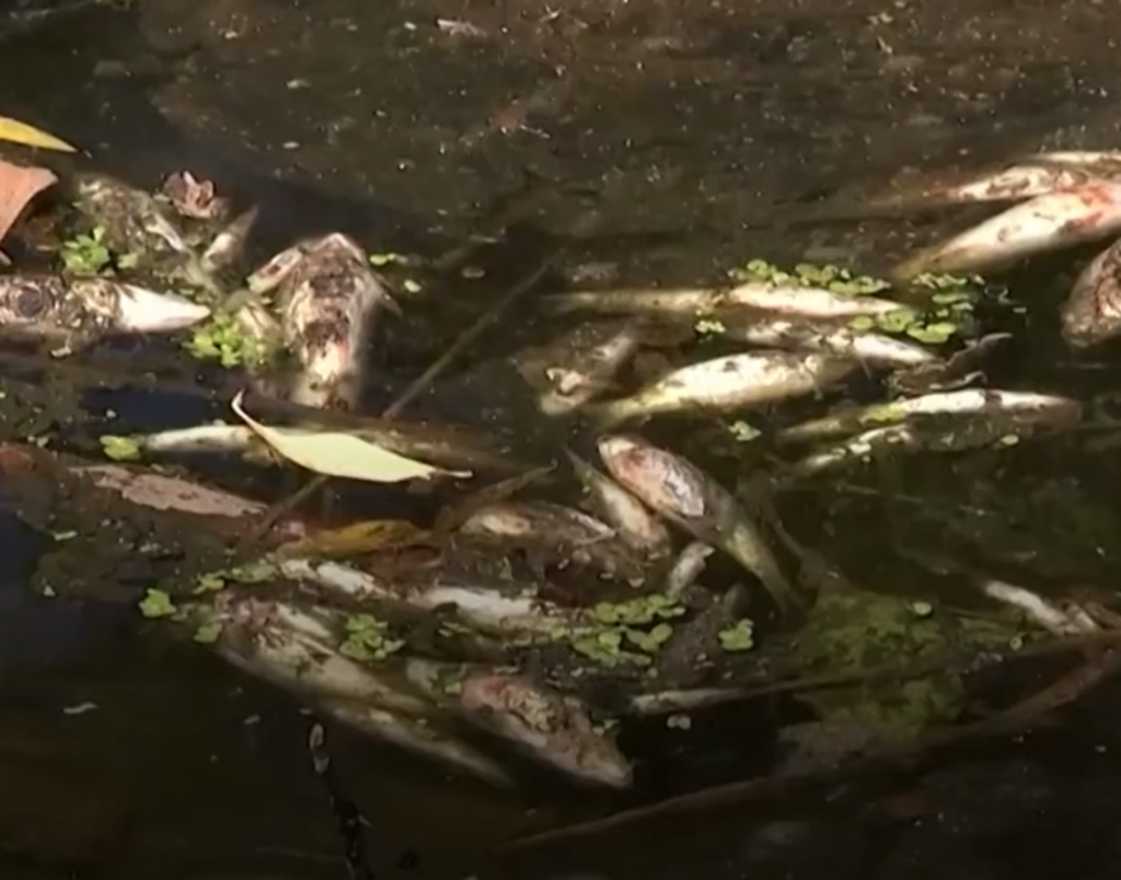 Misterul peștilor morți pe râul Oder. Autoritățile investighează cauzele dezastrului ecologic: „Efectele se vor vedea în anii viitori”