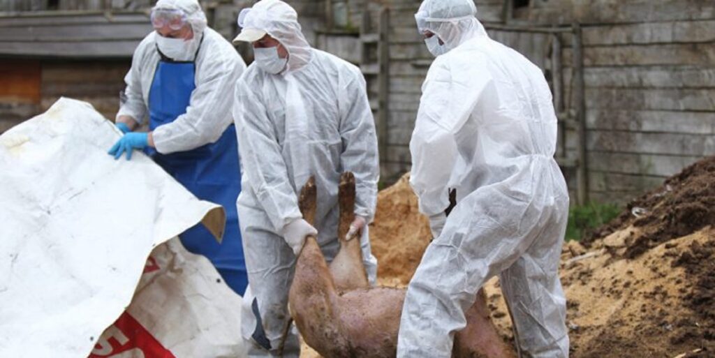 Situație dezastruoasă pentru fermierii români, nevoiți să-și sacrifice animalele. „Dacă mergem în ritmul ăsta o să arătăm porcul la copii doar în poze”