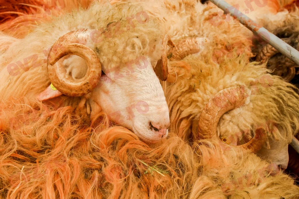 Cinci ciobani, în stare gravă la spital după ce au spălat turma de oi cu o substanță împotriva scabiei
