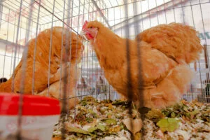 Închirierea unei găini, noua modă. S-a creat deja isterie