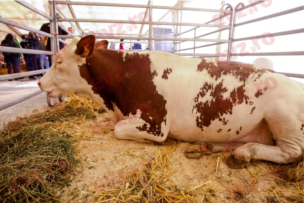 Balega de vacă protejează casele de radiațiile cauzate de explozii nucleare. Decizia judecătorilor din India, după ce au condamnat un bărbat la închisoare pe viață