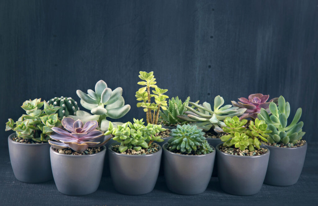 Plantele care pot ajuta la absorbirea umezelii din locuință. Ce trebuie să eviți în modul de îngrijire a florilor de apartament