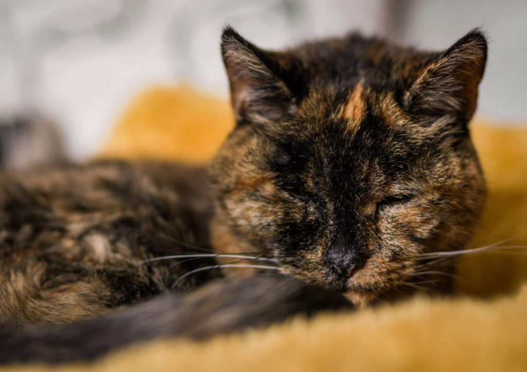 Flossie, cea mai bătrână pisică din lume, a intrat în Cartea Recordurilor