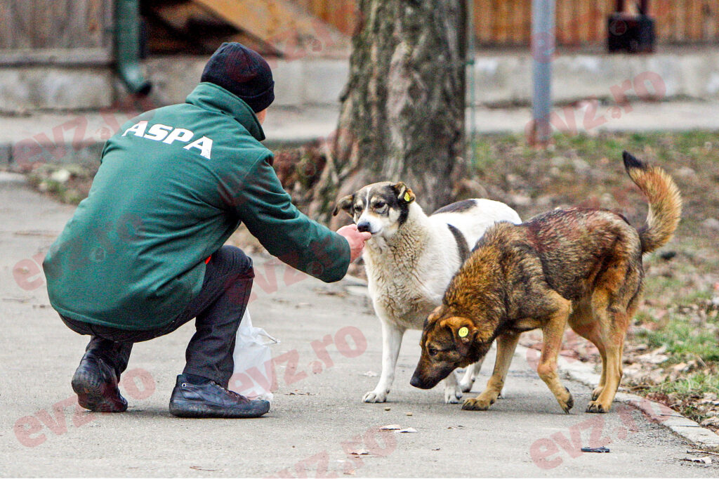Convorbiri halucinante între angajații ASPA și Poliția Locală Sector 6 despre prinderea unor câini