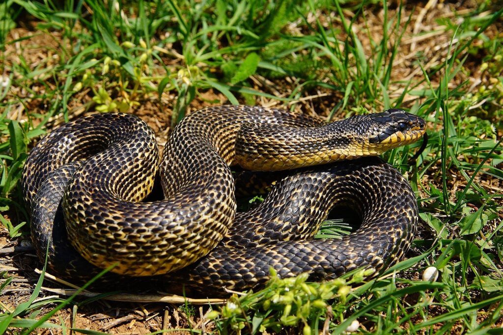 „Balaurul dobrogean”, cel mai mare șarpe din România. Este o specie protejată de lege și ajută agricultura