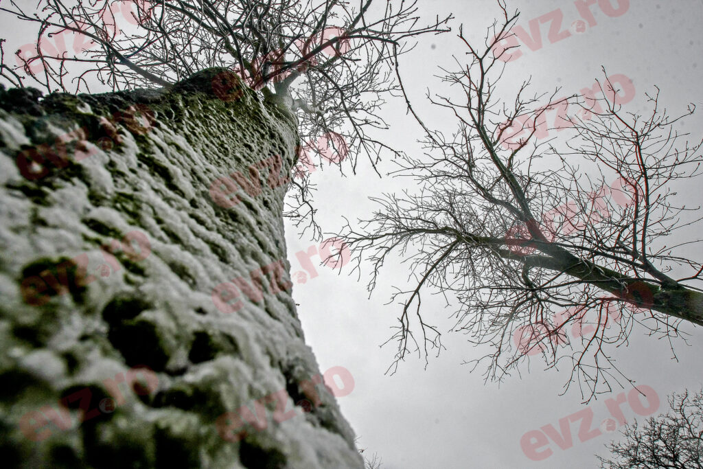Vremea face ravagii în România. Zeci de copaci căzuți din cauza vijeliei, mai multe mașini distruse