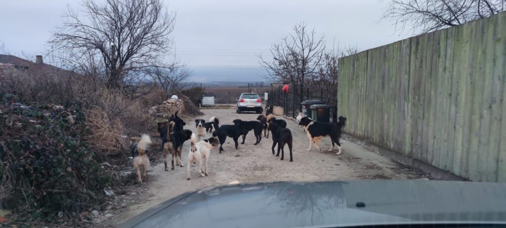 Autoritățile își pasează răspunderea în cazul femeii ucise de câini în București. Multe declarații, nicio măsură