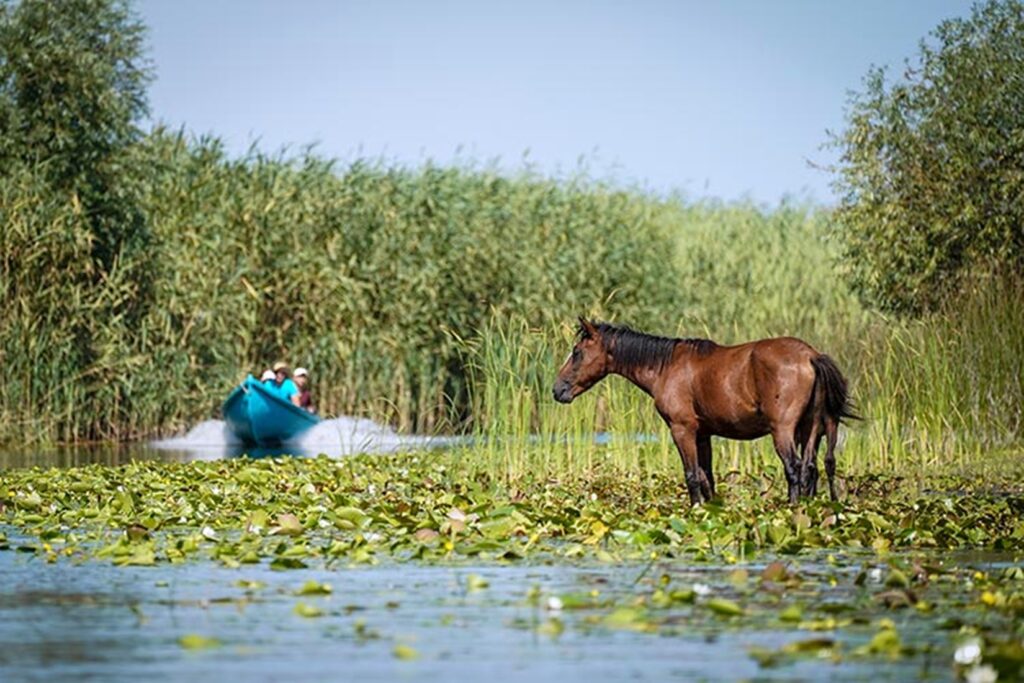 Autoritățile din Delta Dunării pun ținta pe caii sălbatici din zona Pădurii Letea. Decizie controversată