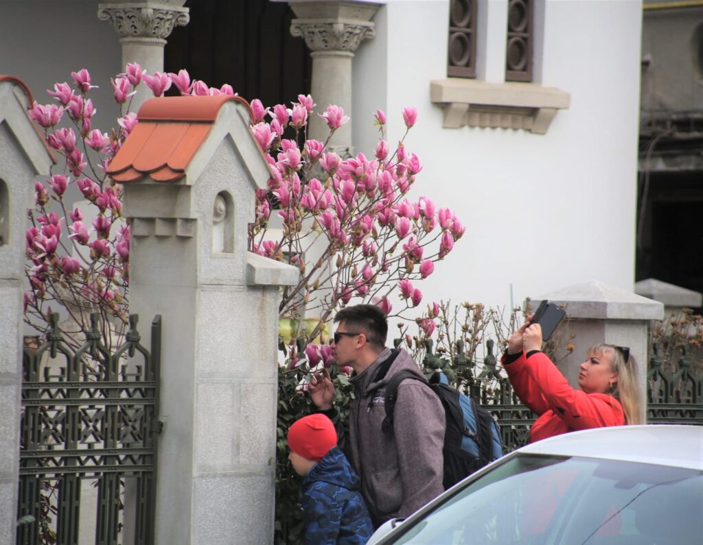 Bulevardul Constantin Brâncoveanu s-a umplut de magnolie, cel mai frumos copac cu flori cultivat din lume