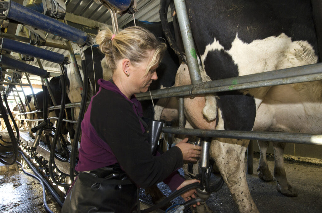 Crescătorii de vaci nu au mai obținut profit de mai bine de trei luni. Românii ar putea ajunge să consume doar lapte din import