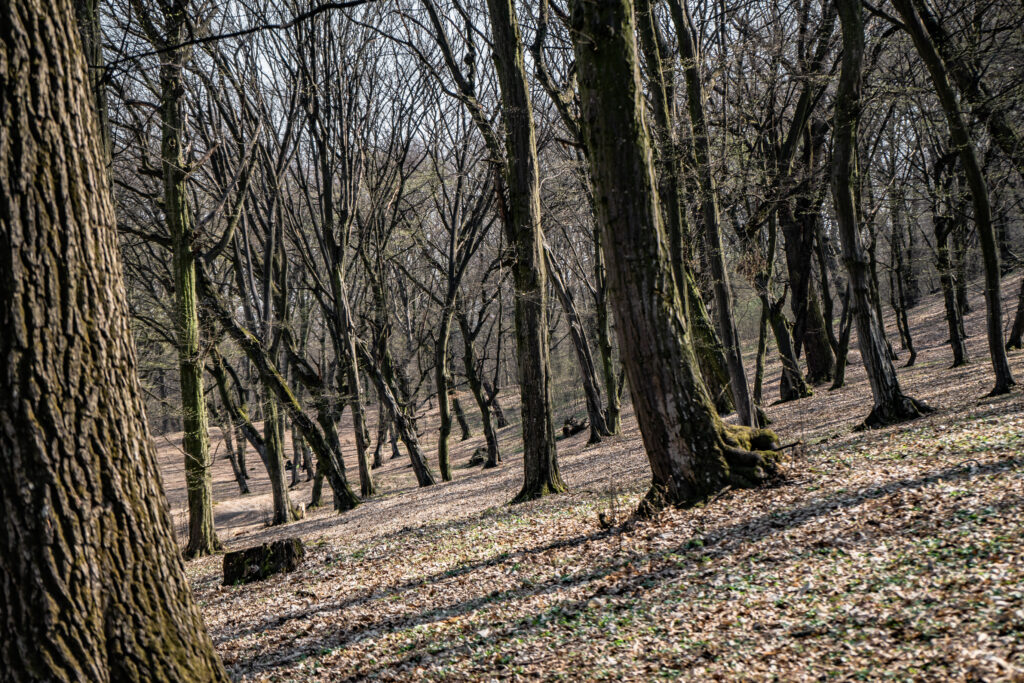 Moarte suspectă la Cluj. Cadavrul unui adolescent, găsit într-o pădure