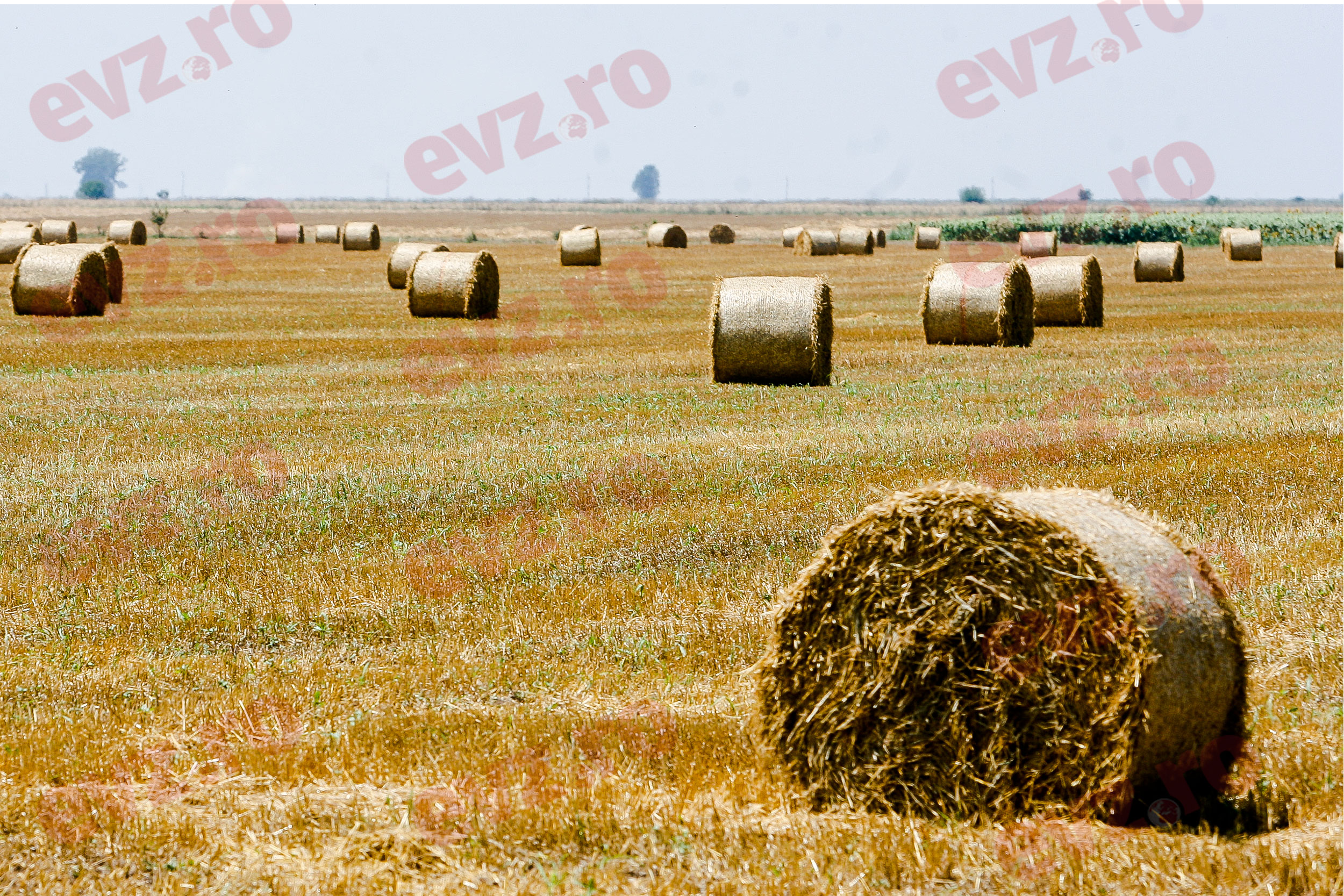 Măsurile PSD de susținere a agriculturii fac din România lider european